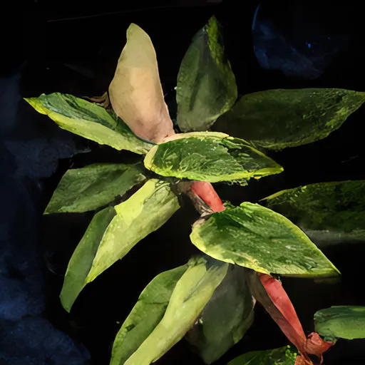 Oregano Leaf